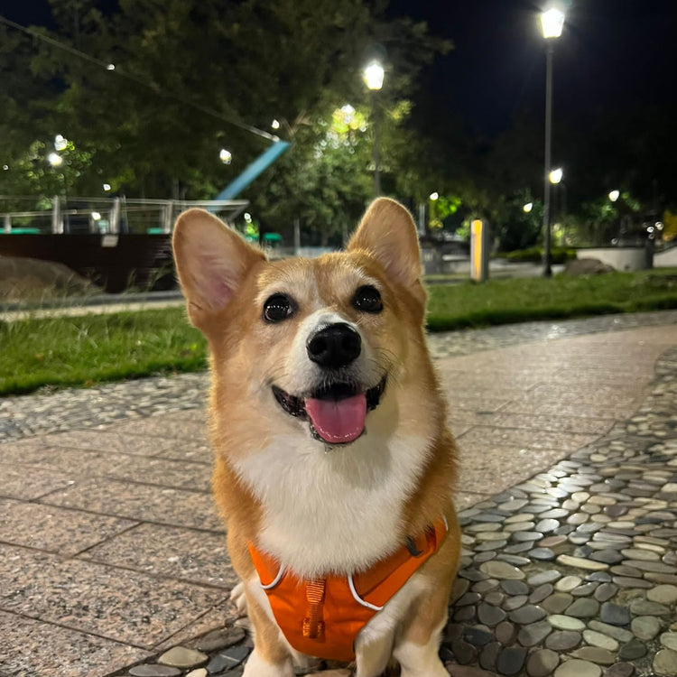 Pet Lover