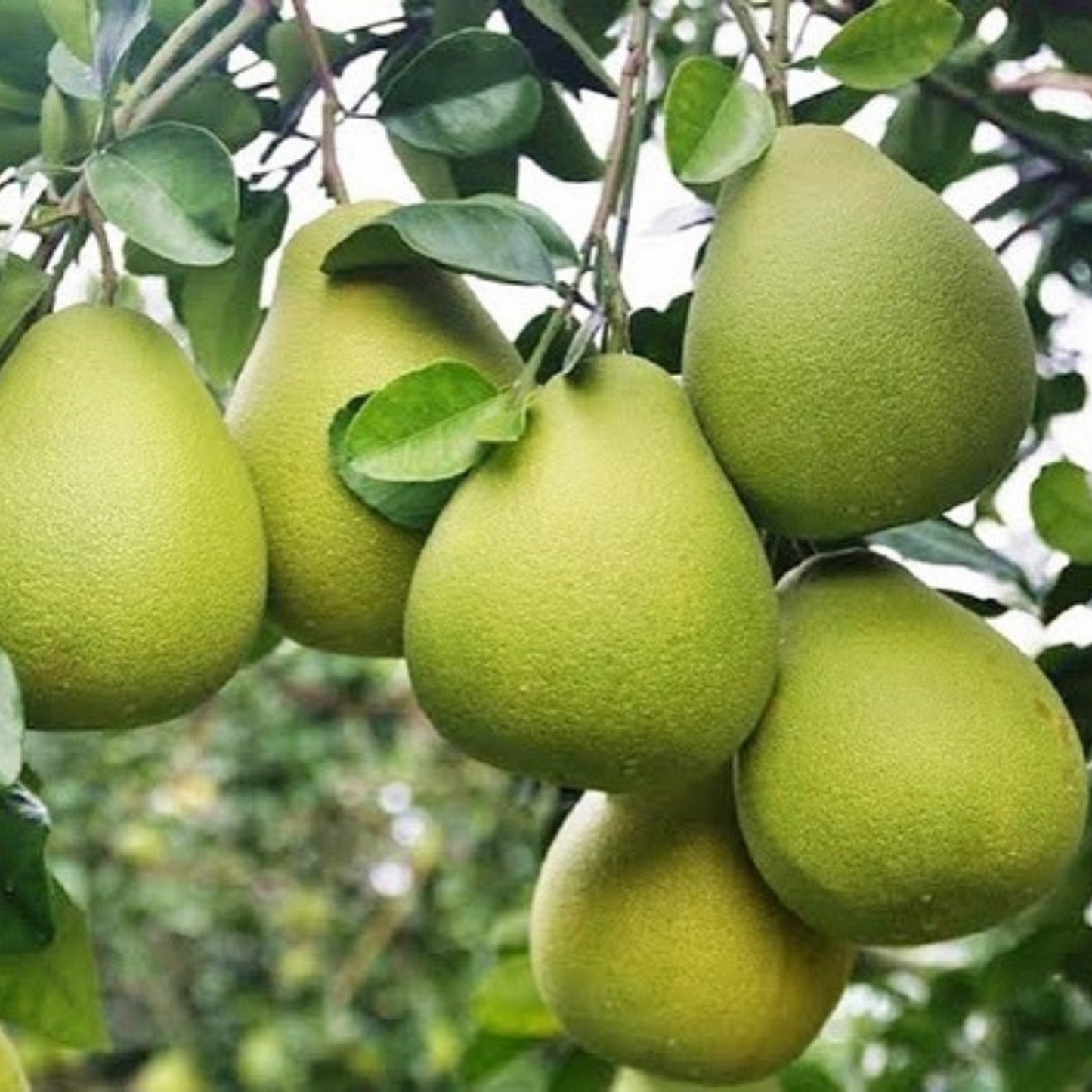 Madou Wendan - Taiwan Pomelo (3kgs/5-8pcs)