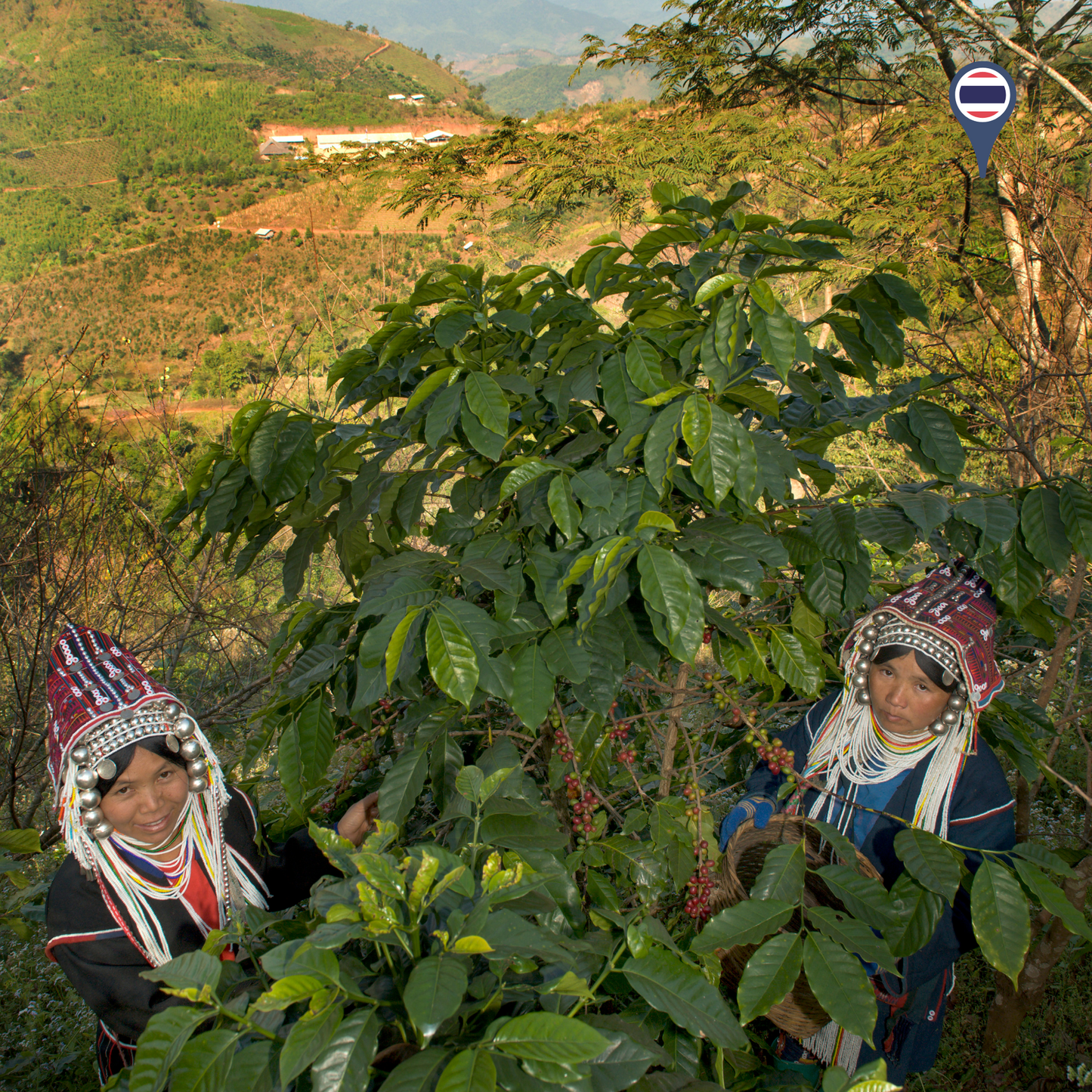 Akha Ama Coffee Blossom (10g)
