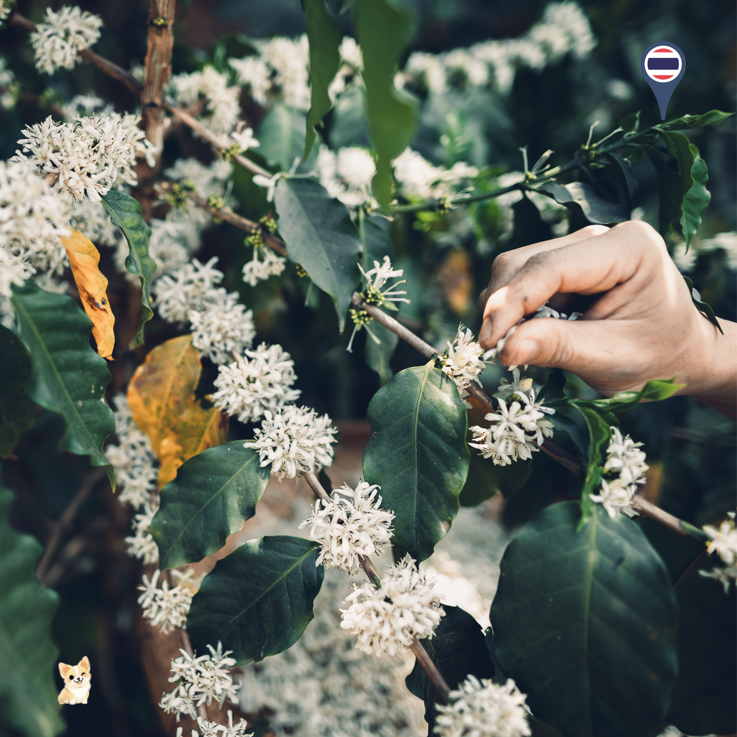 Akha Ama Coffee Blossom (10g)